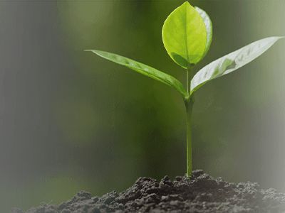  Itaueira – Rastreabilidade de FLV (Frutas, Legumes e Verduras)